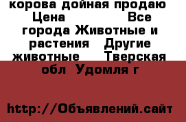 корова дойная продаю › Цена ­ 100 000 - Все города Животные и растения » Другие животные   . Тверская обл.,Удомля г.